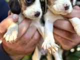 Üç Renk Sevimli Beagle Yavrularımız