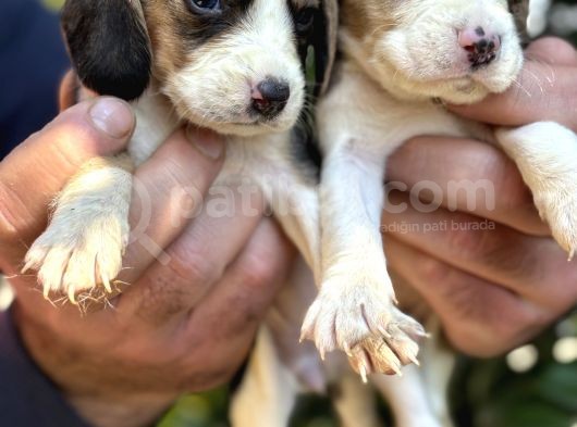 Üç Renk Sevimli Beagle Yavrularımız görsel