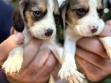 Üç Renk Sevimli Beagle Yavrularımız