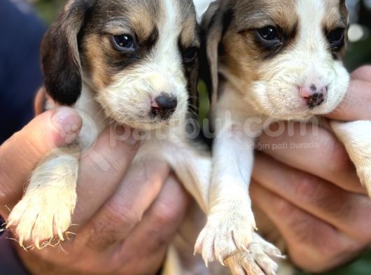 Üç Renk Sevimli Beagle Yavrularımız görsel