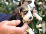 Üç Renk Sevimli Beagle Yavrularımız