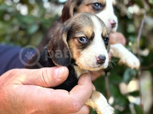 Üç Renk Sevimli Beagle Yavrularımız görsel