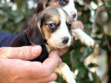 Üç Renk Sevimli Beagle Yavrularımız