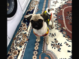 Pug