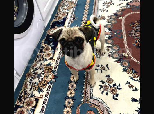 Pug görsel