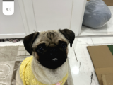 Pug