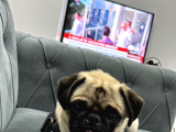 Pug