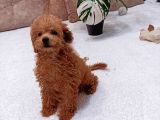 AYICIK SURAT ORJİNAL DİŞİ TOY POODLE