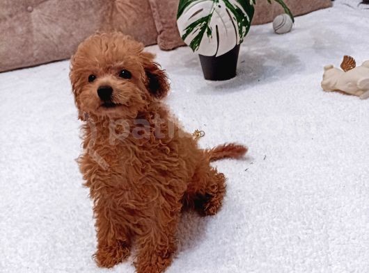 Ayicik Surat Orji̇nal Di̇şi̇ Toy Poodle