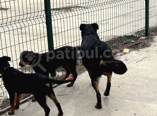 İki Yavru Rott Yuvasını Arıyor görsel