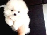 POMERRİAN BOO AYI SURATLI 