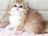 Show Kalite Golden British Shorthair Ve Longhair Yavrular