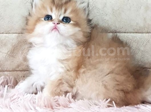 Show Kalite Golden British Shorthair Ve Longhair Yavrular görsel