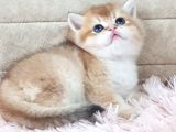 Show Kalite Golden British Shorthair Ve Longhair Yavrular