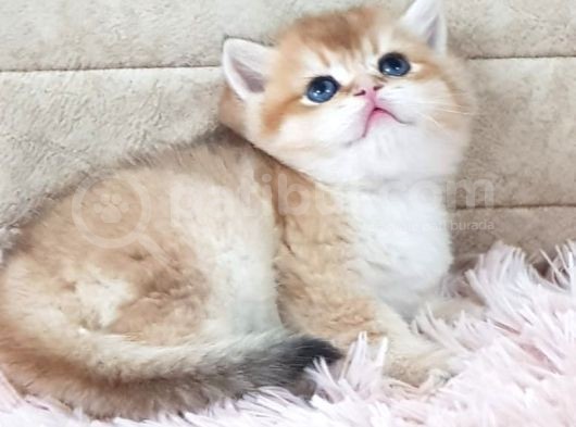 Show Kalite Golden British Shorthair Ve Longhair Yavrular görsel