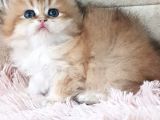 Show Kalite Golden British Shorthair Ve Longhair Yavrular