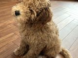 5 aylık maltipoo Erkek Yavru