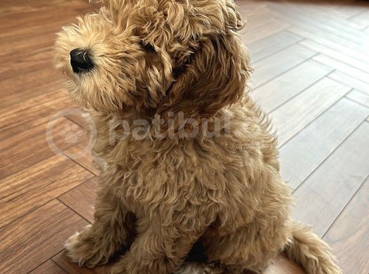 5 Aylık Maltipoo Erkek Yavru