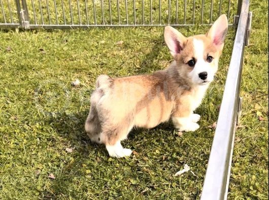 Pembroke Welsh Corgi Kısa Kuyruk Yavrular