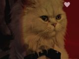 Honey Bear 9 Aylık Mavi Gözlü Kedi 