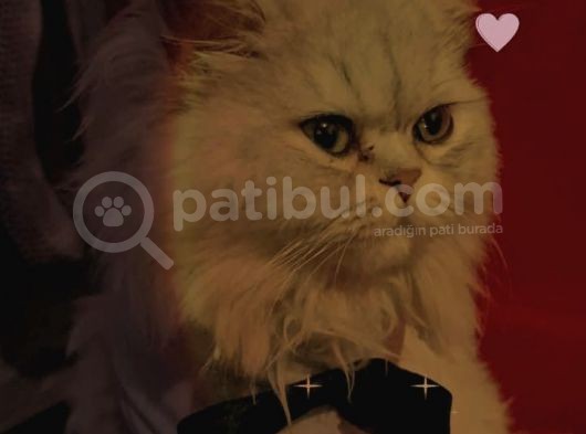 Honey Bear 9 Aylık Mavi Gözlü Kedi  görsel