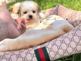 Teacup morkie yavrular