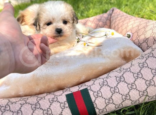 Teacup Morkie Yavrular