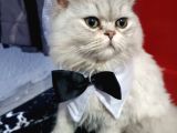 Honey Bear 9 Aylık Mavi Gözlü Kedi 