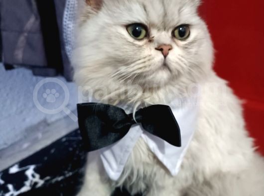 Honey Bear 9 Aylık Mavi Gözlü Kedi  görsel
