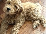 5 Aylık Maltipoo Erkek Yavru