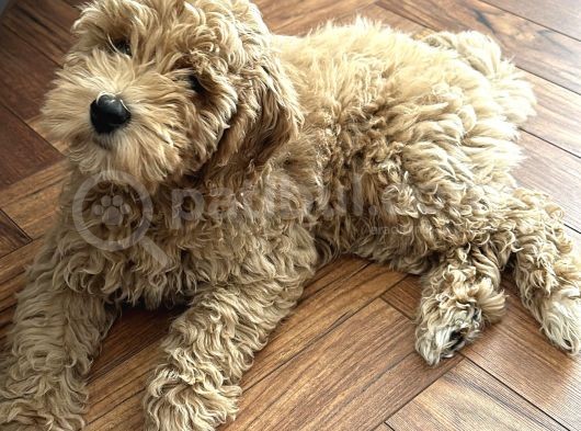 5 Aylık Maltipoo Erkek Yavru görsel