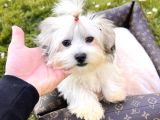 Mini boy morkie yavrular