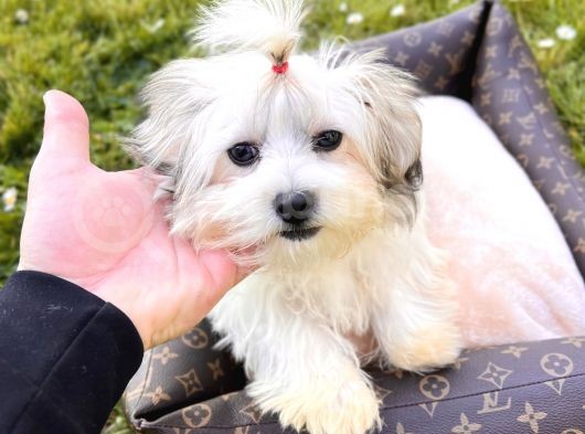 Mini Boy Morkie Yavrular