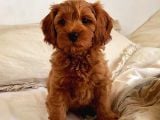 Tooy poodle cinsi yavrular DİŞİ erkek mevcuttur 