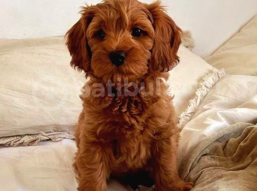 Tooy Poodle Cinsi Yavrular Di̇şi̇ Erkek Mevcuttur 