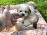 Teacup Morkie Yavrular