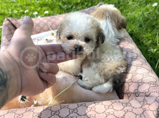 Teacup Morkie Yavrular görsel