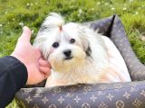 Mini Boy Morkie Yavrular