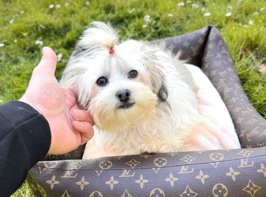 Mini Boy Morkie Yavrular görsel