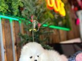 Teddy Bear Pomerani̇an Boo Yavrumuz