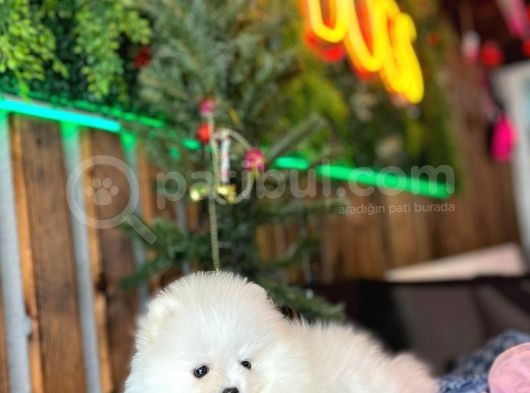 Teddy Bear Pomerani̇an Boo Yavrumuz görsel