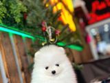 Baby Face Pomerani̇an Boo Yavrumuz