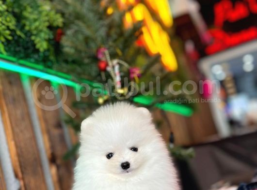 Baby Face Pomerani̇an Boo Yavrumuz görsel