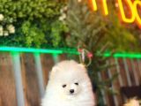 Baby Face Pomerani̇an Boo Yavrumuz