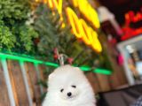 Baby Face Pomerani̇an Boo Yavrumuz