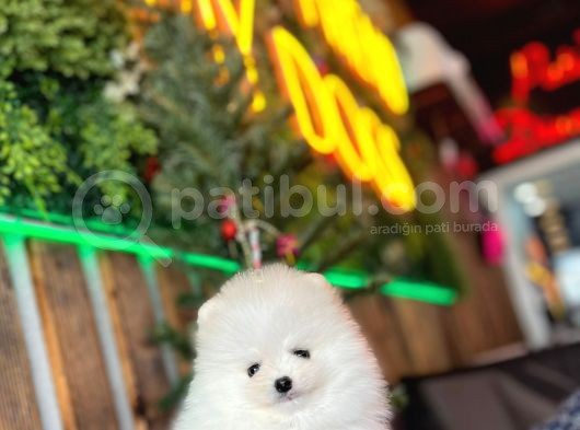 Baby Face Pomerani̇an Boo Yavrumuz görsel