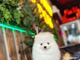 Baby Face Pomerani̇an Boo Yavrumuz