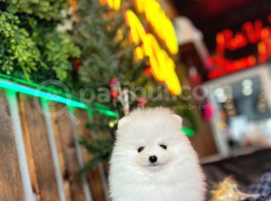 Baby Face Pomerani̇an Boo Yavrumuz görsel