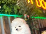 Teddy Bear Pomerani̇an Boo Yavrumuz