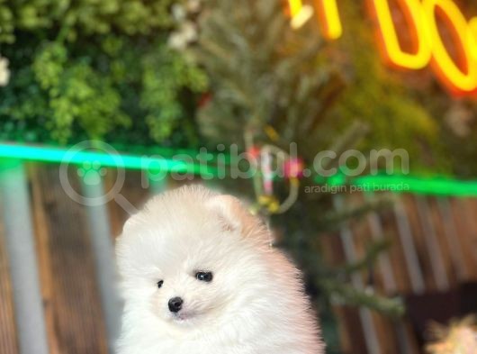 Teddy Bear Pomerani̇an Boo Yavrumuz görsel